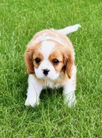 Millie, a female Cavalier King Charles Spaniel for sale in New Baltimore, MI – 4 of 6