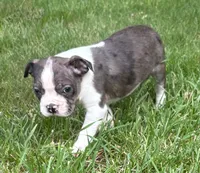Charlie, a male Boston Terrier for sale in New Baltimore, MI – 6 of 6