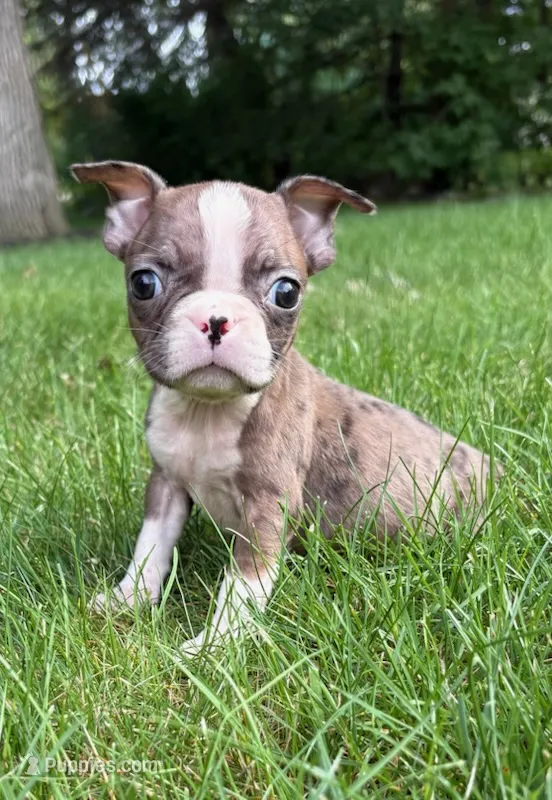 Chloe – Boston Terrier puppy for sale in New Baltimore, MI