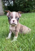 Chloe, a female Boston Terrier for sale in New Baltimore, MI – 1 of 4
