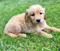 Murphy, a female Golden Retriever for sale in New Baltimore, MI – 5 of 6