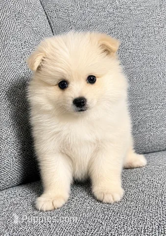 Nugget – Pomeranian puppy for sale in New Baltimore, MI