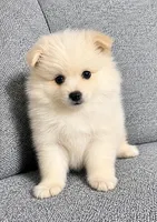 Nugget, a male Pomeranian for sale in New Baltimore, MI – 1 of 3