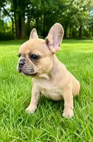 Louie, a male French Bulldog for sale in New Baltimore, MI – 6 of 6