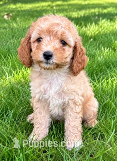 Brooke – Cavapoo puppy for sale in New Baltimore, MI
