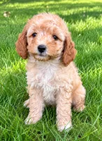 Brooke, a female Cavapoo for sale in New Baltimore, MI – 1 of 4