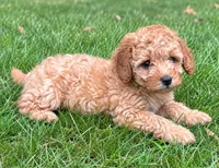 Buddy, a male Cavapoo for sale in New Baltimore, MI – 5 of 5