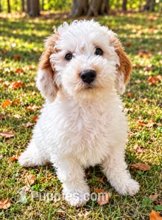 Nash  – Miniature Goldendoodle puppy for sale in New Baltimore, MI