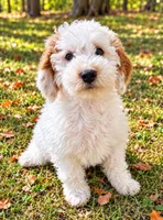 Nash , a male Miniature Goldendoodle for sale in New Baltimore, MI – 1 of 5