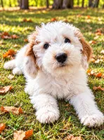 Nash , a male Miniature Goldendoodle for sale in New Baltimore, MI – 5 of 5