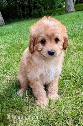 Bear – Cavapoo puppy for sale in New Baltimore, MI
