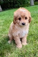 Bear, a male Cavapoo for sale in New Baltimore, MI – 1 of 6