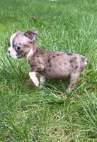 Chloe, a female Boston Terrier for sale in New Baltimore, MI – 2 of 4