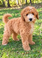 Mac , a male Cavapoo for sale in New Baltimore, MI – 2 of 4