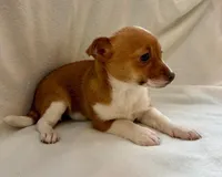 Ranger, a male Chihuahua for sale in New Baltimore, MI – Photo 2 of 8