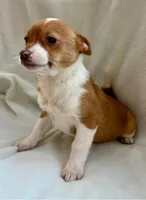 Ranger, a male Chihuahua for sale in New Baltimore, MI – Photo 5 of 8