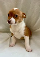 Ranger, a male Chihuahua for sale in New Baltimore, MI – Photo 7 of 8