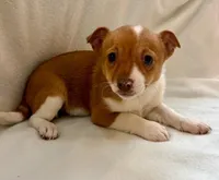 Ranger, a male Chihuahua for sale in New Baltimore, MI – Photo 1 of 8