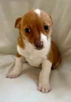 Ranger, a male Chihuahua for sale in New Baltimore, MI – Photo 8 of 8