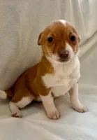 Ranger, a male Chihuahua for sale in New Baltimore, MI – Photo 3 of 8