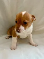 Ranger, a male Chihuahua for sale in New Baltimore, MI – Photo 4 of 8