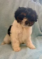 Chloe, a female Border Collie for sale in New Baltimore, MI – Photo 1 of 6