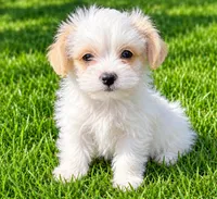Ollie, a male Shihpoo for sale in New Baltimore, MI – 2 of 4