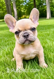 Louie – French Bulldog puppy for sale in New Baltimore, MI