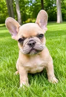 Louie, a male French Bulldog for sale in New Baltimore, MI – 1 of 6