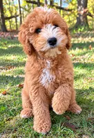 Mac , a male Cavapoo for sale in New Baltimore, MI – 3 of 4