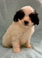 Cooper, a male Cavapoo for sale in New Baltimore, MI – Photo 4 of 5