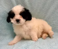 Cooper, a male Cavapoo for sale in New Baltimore, MI – Photo 2 of 5