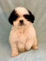 Callie , a female Cavapoo for sale in New Baltimore, MI – Photo 2 of 6