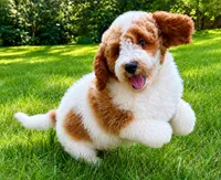 Tucker, a male Miniature Goldendoodle for sale in New Baltimore, MI – 5 of 6