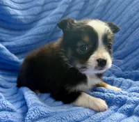 Sophie, a female Miniature Australian Shepherd for sale in New Baltimore, MI – Photo 2 of 4