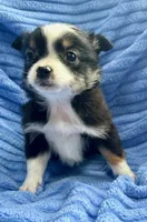 Sophie, a female Miniature Australian Shepherd for sale in New Baltimore, MI – Photo 3 of 4