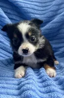 Sophie, a female Miniature Australian Shepherd for sale in New Baltimore, MI – Photo 4 of 4
