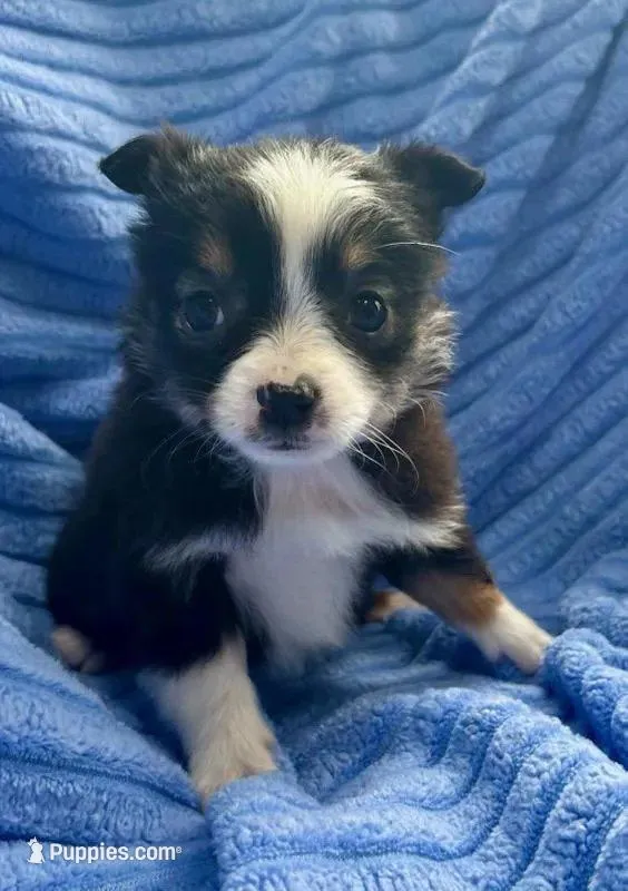 Sophie – Miniature Australian Shepherd puppy for sale in New Baltimore, MI
