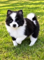 Abby, a female Pomeranian for sale in New Baltimore, MI – 2 of 4