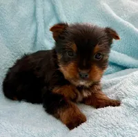Jack , a male Yorkshire Terrier for sale in New Baltimore, MI – Photo 2 of 3
