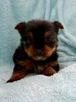 Jack , a male Yorkshire Terrier for sale in New Baltimore, MI – Photo 3 of 3