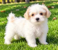 Ollie, a male Shihpoo for sale in New Baltimore, MI – 3 of 4