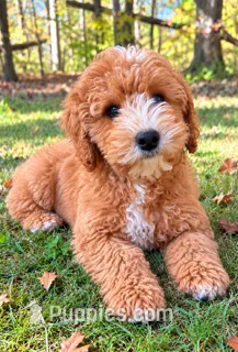 Mac  – Cavapoo puppy for sale in New Baltimore, MI