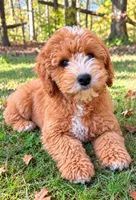 Mac , a male Cavapoo for sale in New Baltimore, MI – 1 of 4