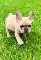 Louie, a male French Bulldog for sale in New Baltimore, MI – 4 of 6