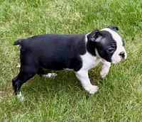 Charlie, a male Boston Terrier for sale in New Baltimore, MI – 3 of 6