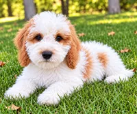 Tate, a male Cavapoo for sale in New Baltimore, MI – 1 of 4