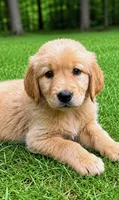 Oakley, a male Golden Retriever for sale in New Baltimore, MI – 5 of 5