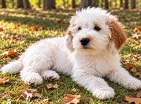 Nash , a male Miniature Goldendoodle for sale in New Baltimore, MI – 4 of 5