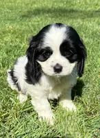 Annie, a female Cavalier King Charles Spaniel for sale in New Baltimore, MI – 3 of 4
